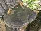 Parázstapló (Phellinus igniarius), Duna-part